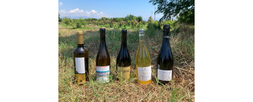 La Valigia di Bacco ti propone 5 vini che non puoi non avere in cantina